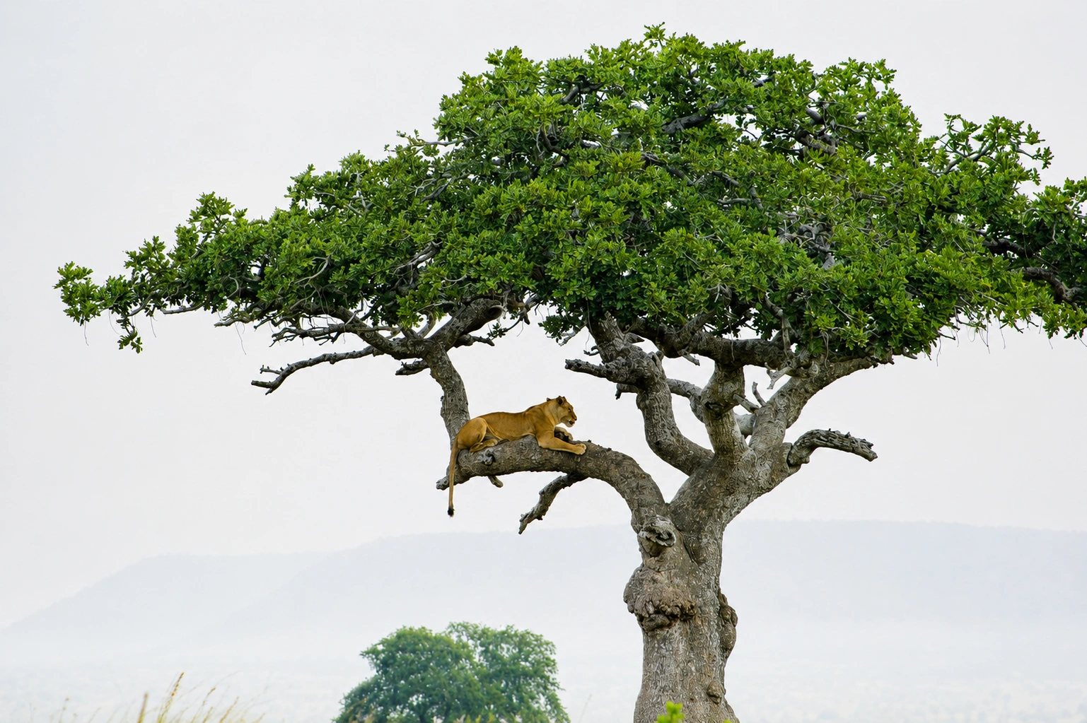 Lake Manyara National Park