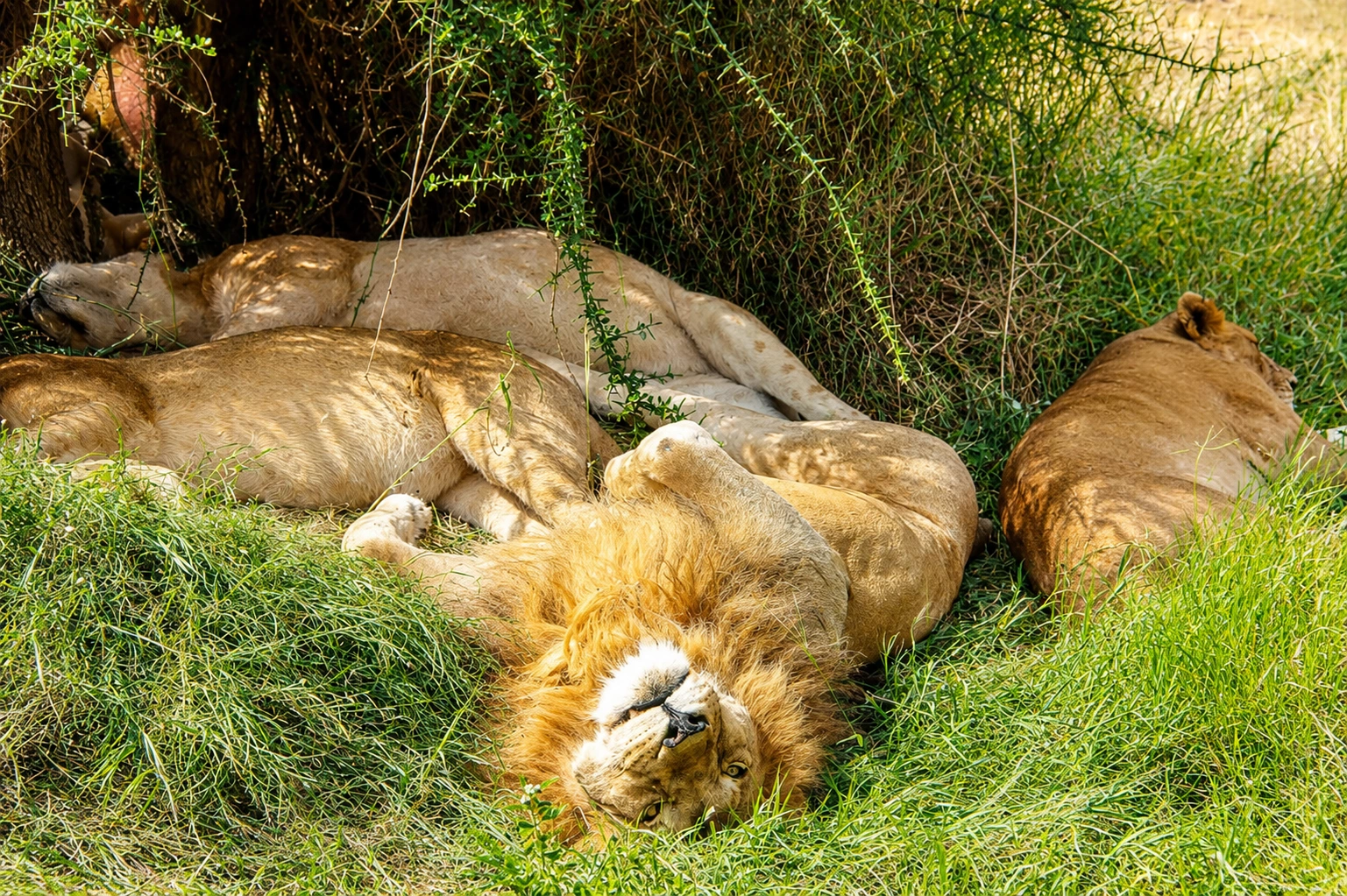 Tanzania Safari Cost Guide
